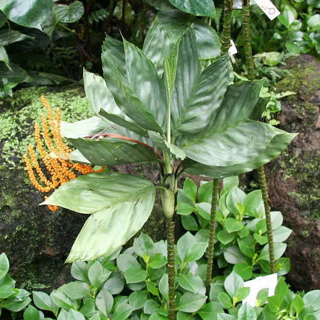 Metallica Palm Tree (Chamaedorea metallica).