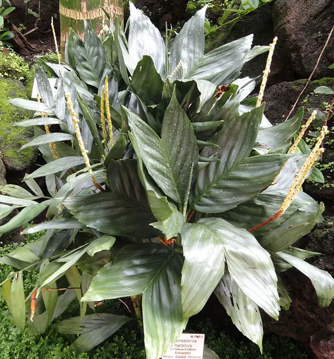 Metallica Palm Tree (Chamaedorea metallica).