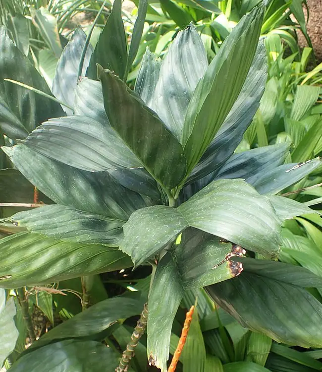 Metallica Palm Tree (Chamaedorea metallica).