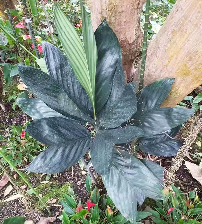 Metallica Palm Tree (Chamaedorea metallica).