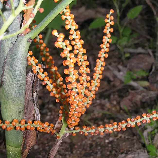 Metallica Palm Tree (Chamaedorea metallica).