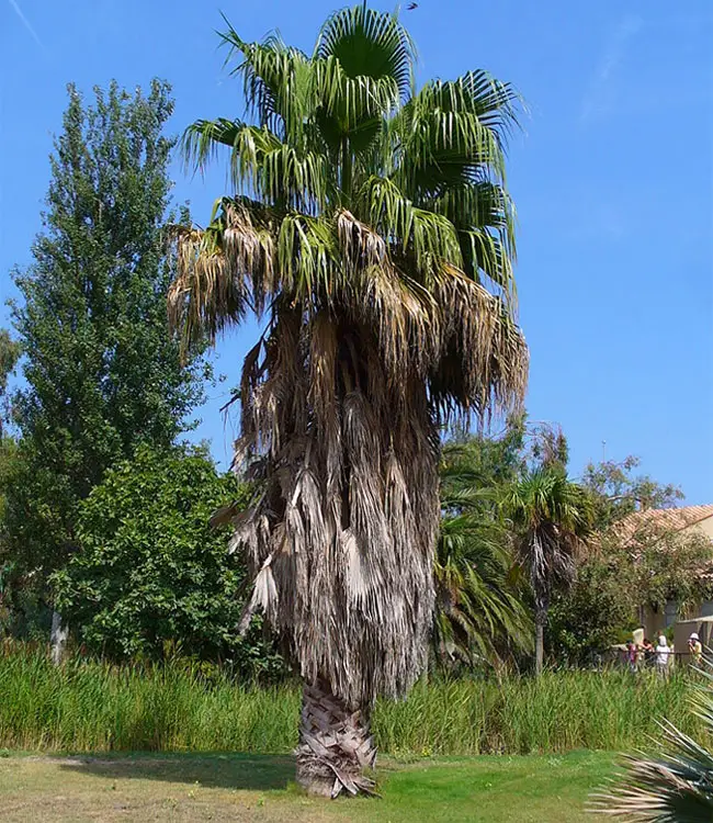 Mexican Fan Palm Tree (Washingtonia robusta)