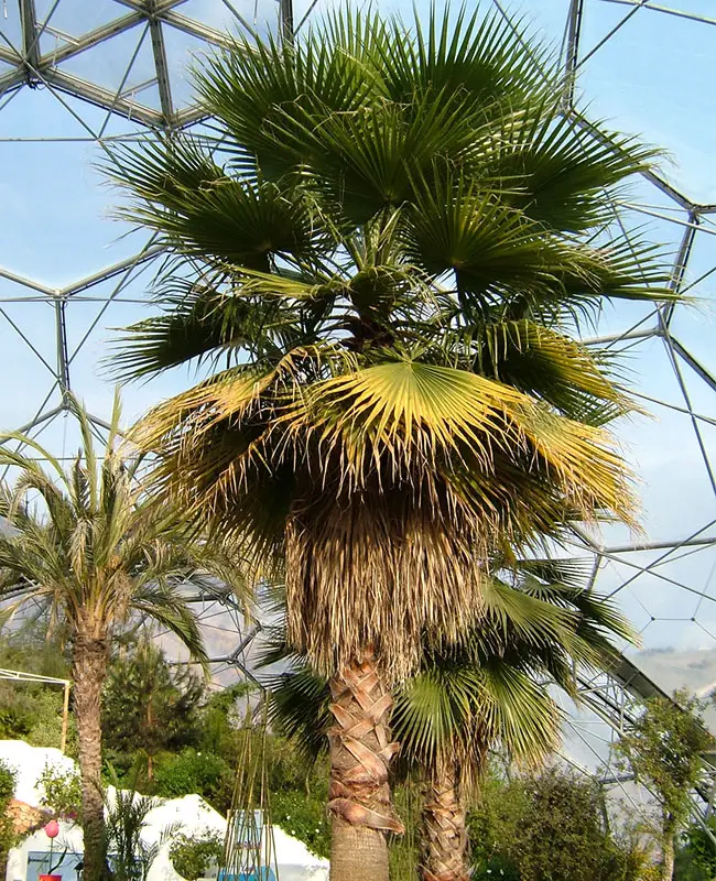Mexican Fan Palm Tree (Washingtonia robusta)