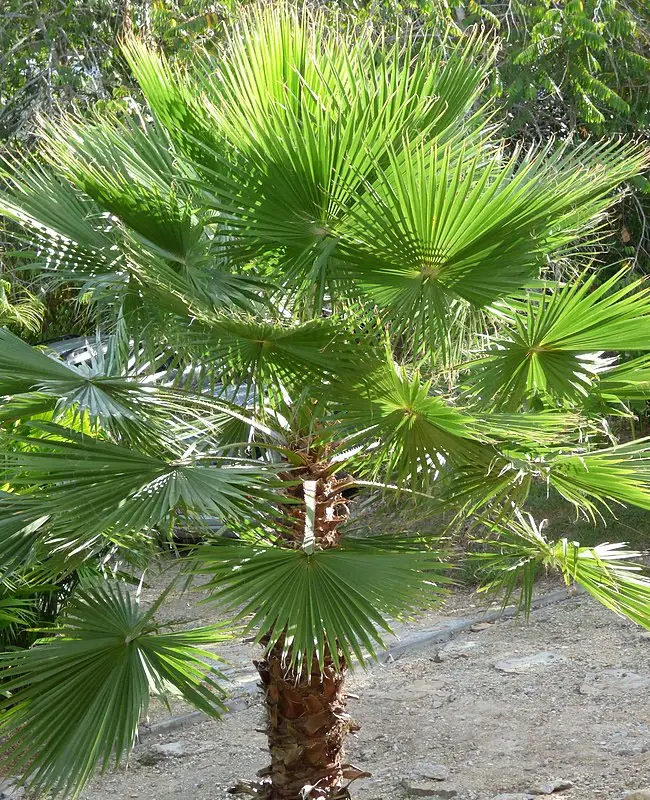 Mexican Fan Palm Tree (Washingtonia robusta)