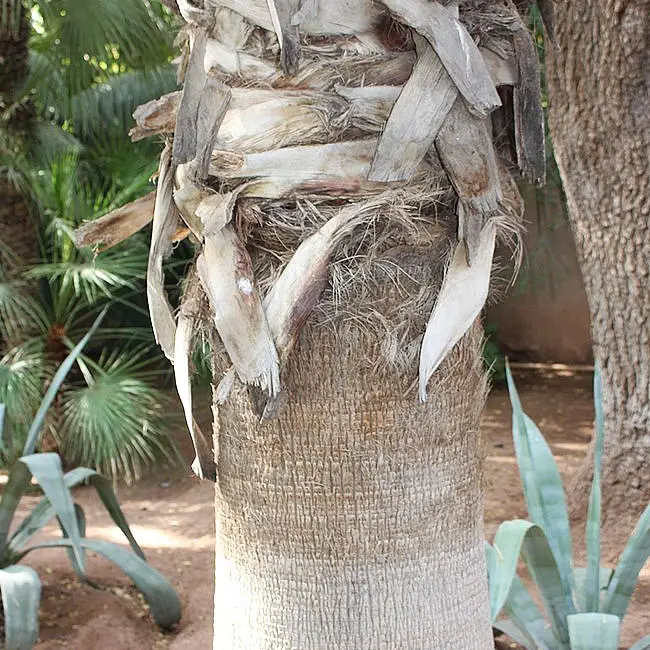 Mexican Fan Palm Tree (Washingtonia robusta).
