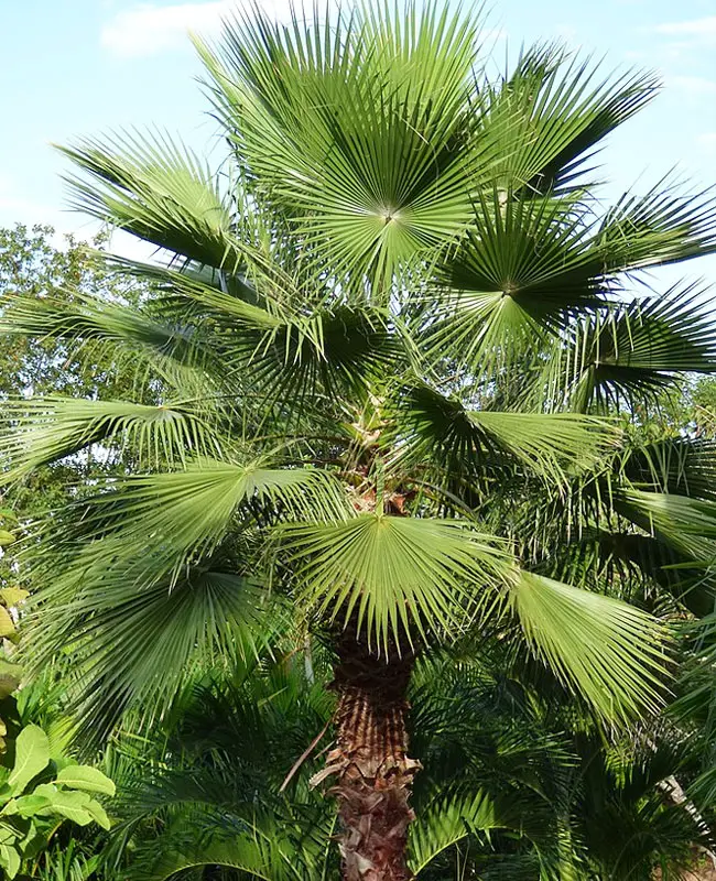 Mexican Fan Palm Tree (Washingtonia robusta).