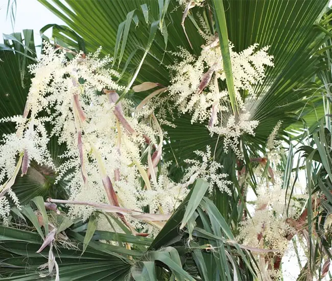 Mexican Fan Palm Tree (Washingtonia robusta).