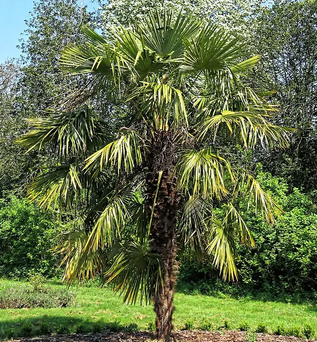 Miniature Chusan Palm Tree (Trachycarpus wagnerianus)