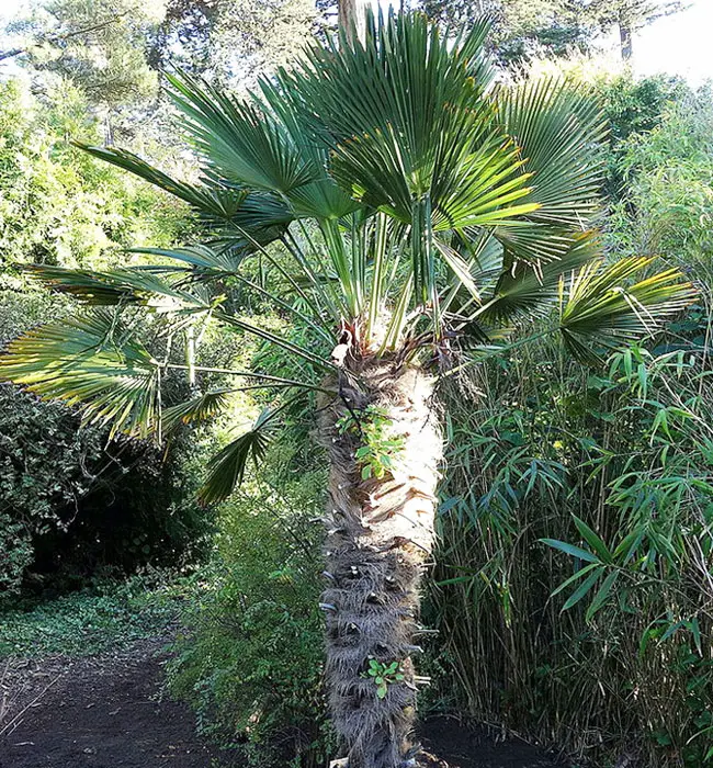 Miniature Chusan Palm Tree (Trachycarpus wagnerianus)