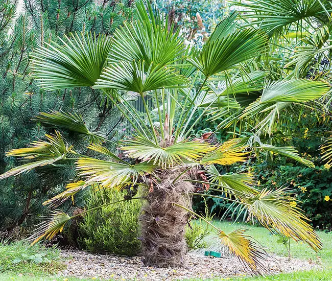 Miniature Chusan Palm Tree (Trachycarpus wagnerianus)