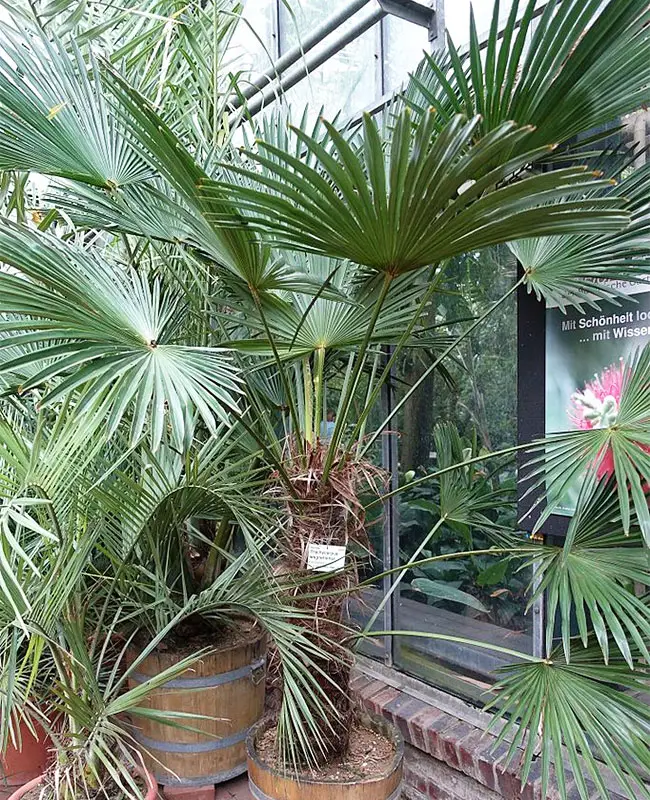 Miniature Chusan Palm Tree (Trachycarpus wagnerianus)