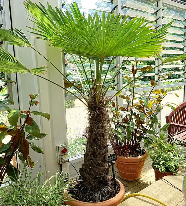 Miniature Chusan Palm Tree (Trachycarpus wagnerianus)