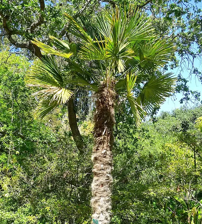 Miniature Chusan Palm Tree (Trachycarpus wagnerianus)