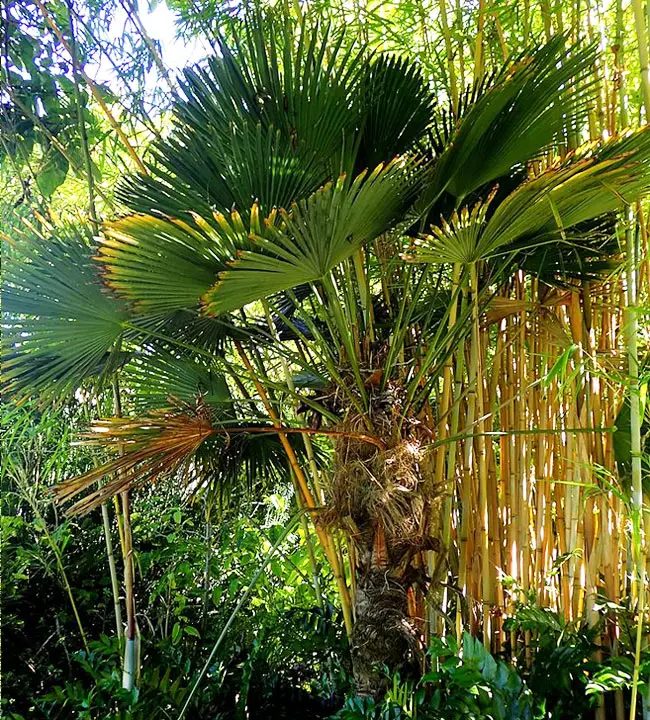 Miniature Chusan Palm Tree (Trachycarpus wagnerianus)