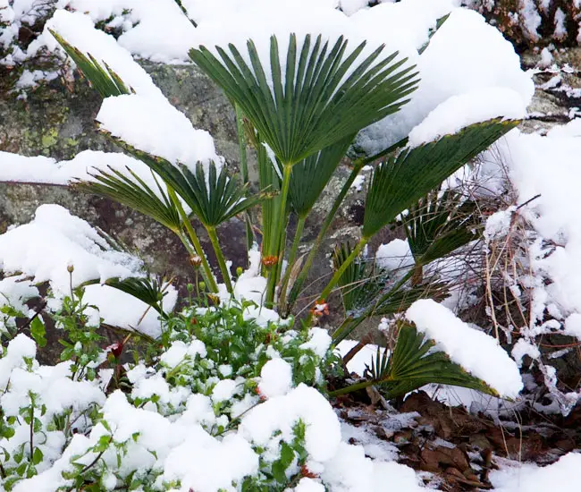 Miniature Chusan Palm Tree (Trachycarpus wagnerianus)