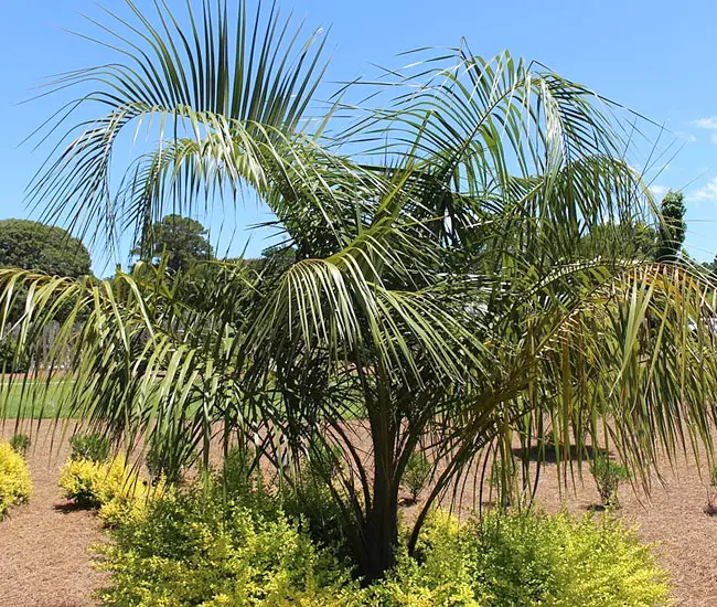Mule Palm Tree (Butiagrus nabonnandii)