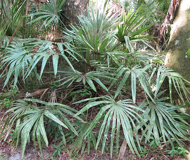 Needle Palm Tree (Rhapidophyllum hystrix)