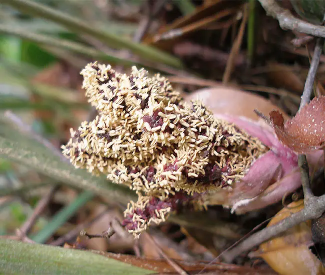 Needle Palm Tree (Rhapidophyllum hystrix)