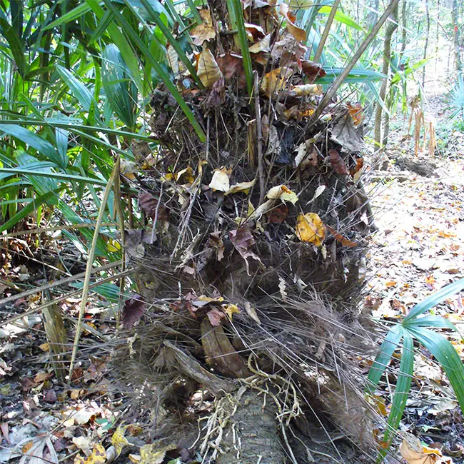 Needle Palm Tree (Rhapidophyllum hystrix)