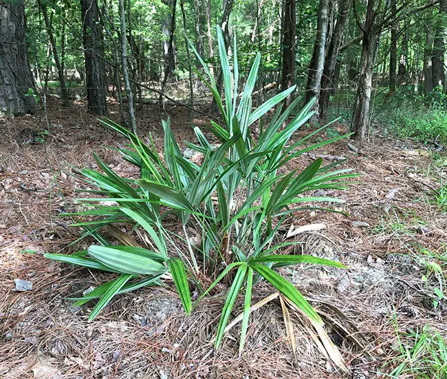 Needle Palm Tree (Rhapidophyllum hystrix)