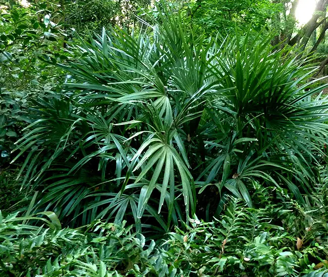 Needle Palm Tree (Rhapidophyllum hystrix)