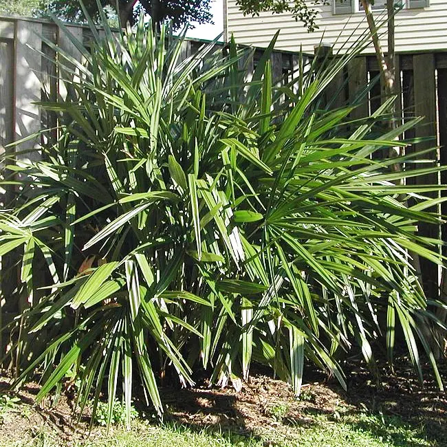 Needle Palm Tree (Rhapidophyllum hystrix)