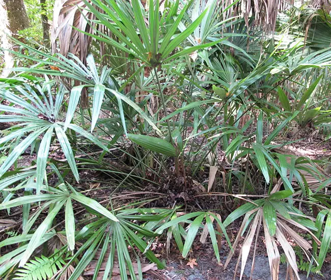 Needle Palm Tree (Rhapidophyllum hystrix)