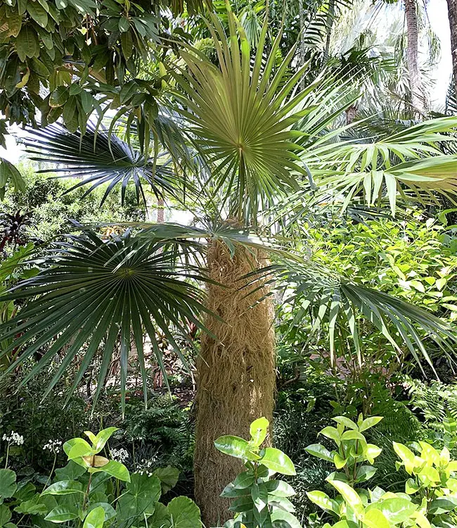 Old Man Palm Tree (Coccothrinax crinita).