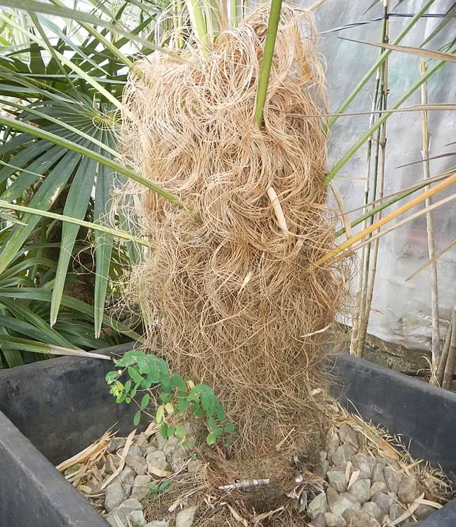 Old Man Palm Tree (Coccothrinax crinita).