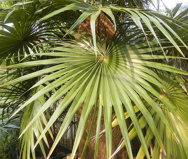 Old Man Palm Tree (Coccothrinax crinita).