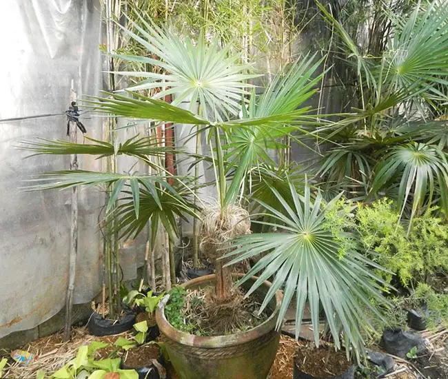 Old Man Palm Tree (Coccothrinax crinita).