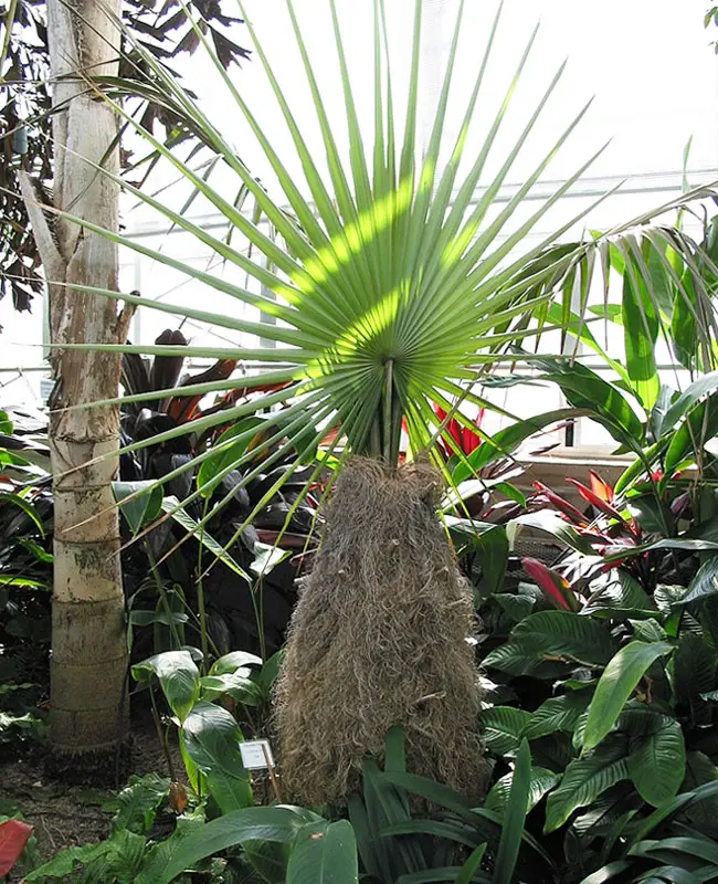 Old Man Palm Tree (Coccothrinax crinita).