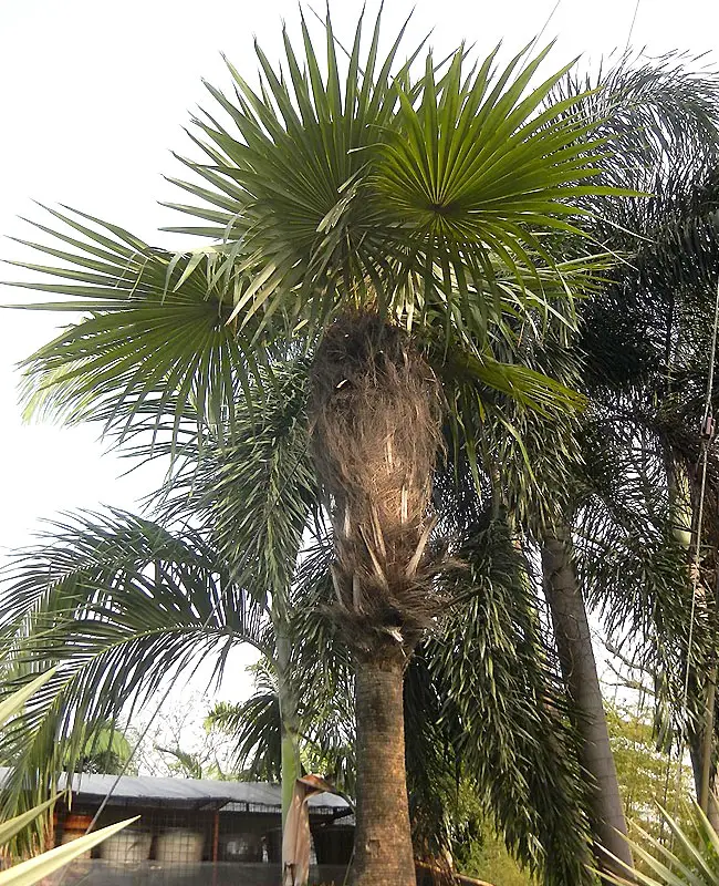 Old Man Palm Tree (Coccothrinax crinita).