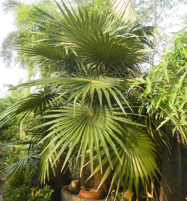 Old Man Palm Tree (Coccothrinax crinita).