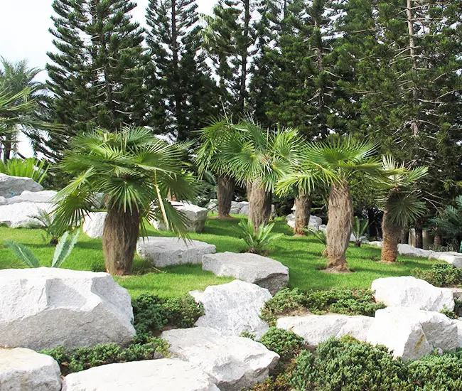 Old Man Palm Tree (Coccothrinax crinita).