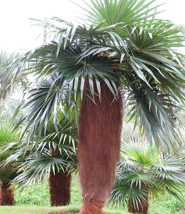 Old Man Palm Tree (Coccothrinax crinita).