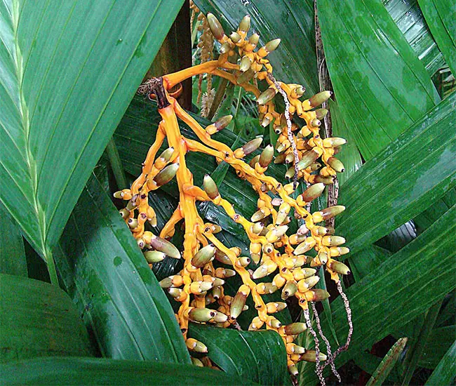 Orange Crownshaft Palm Tree (Areca vestiaria).