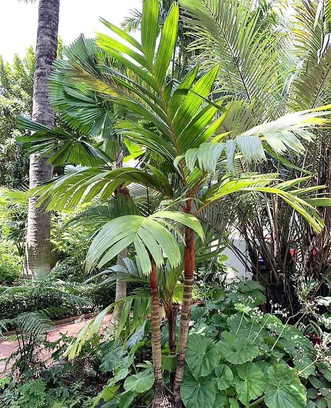Orange Crownshaft Palm Tree (Areca vestiaria).