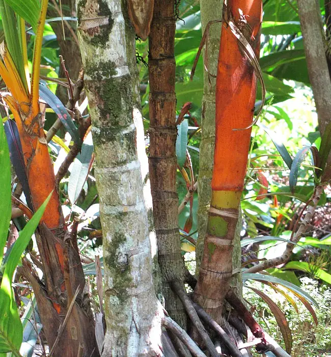 Orange Crownshaft Palm Tree (Areca vestiaria).