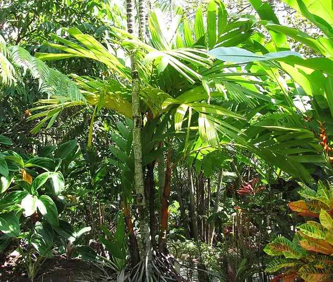 Orange Crownshaft Palm Tree (Areca vestiaria).