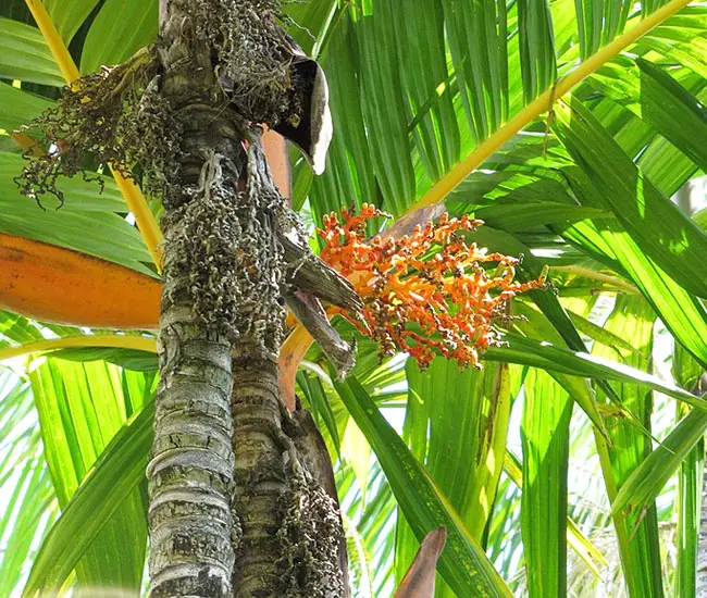 Orange Crownshaft Palm Tree (Areca vestiaria).