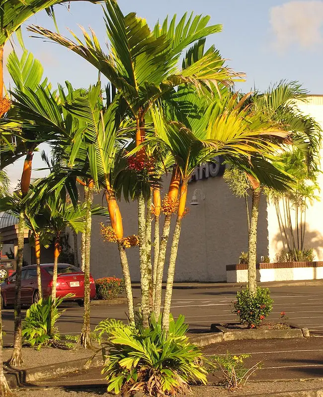 Orange Crownshaft Palm Tree (Areca vestiaria).