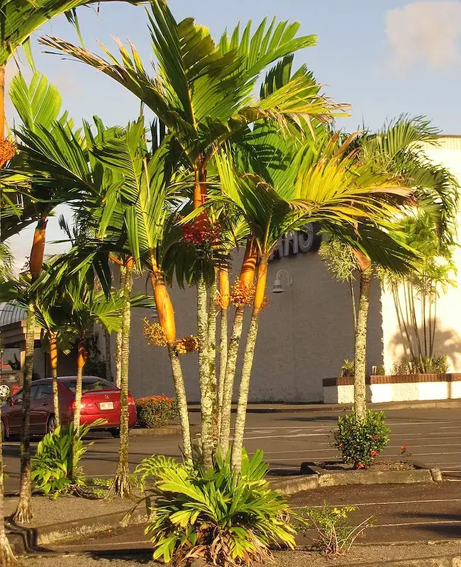 Palmeira Coroa Laranja (Areca vestiaria).
