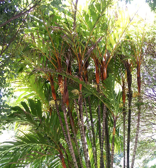 Orange Crownshaft Palm Tree (Areca vestiaria).