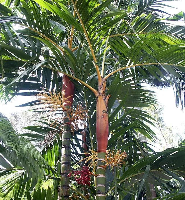 Orange Crownshaft Palm Tree (Areca vestiaria).