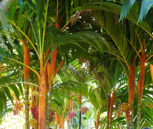 Orange Crownshaft Palm Tree (Areca vestiaria).