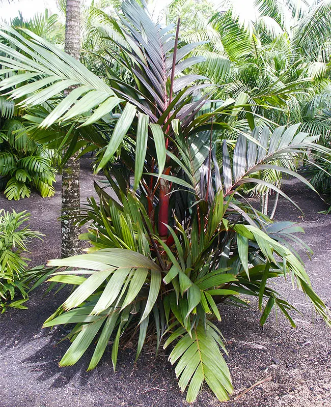 Orange Crownshaft Palm Tree (Areca vestiaria).