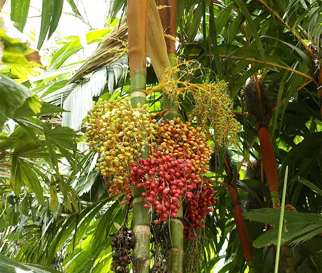 Orange Crownshaft Palm Tree (Areca vestiaria).