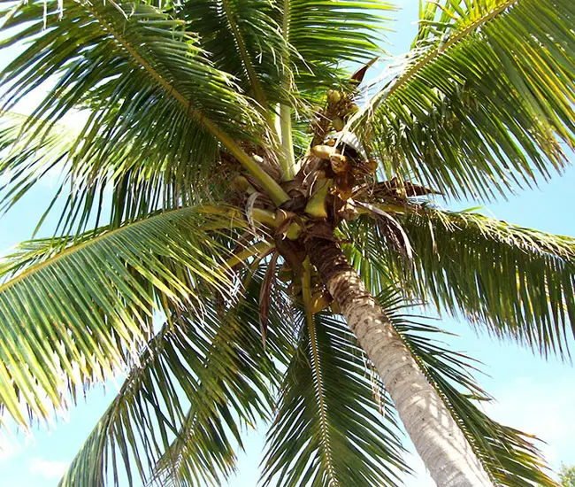 Palm tree leaves