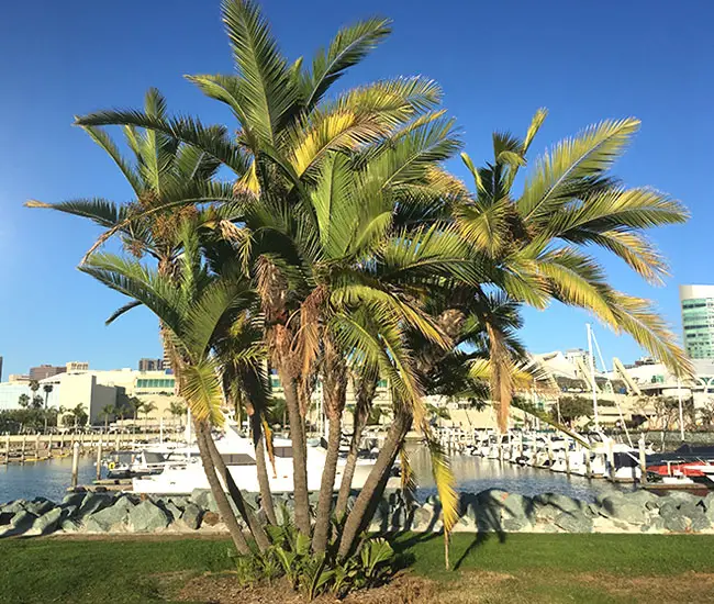 San Diego palm tree by the water